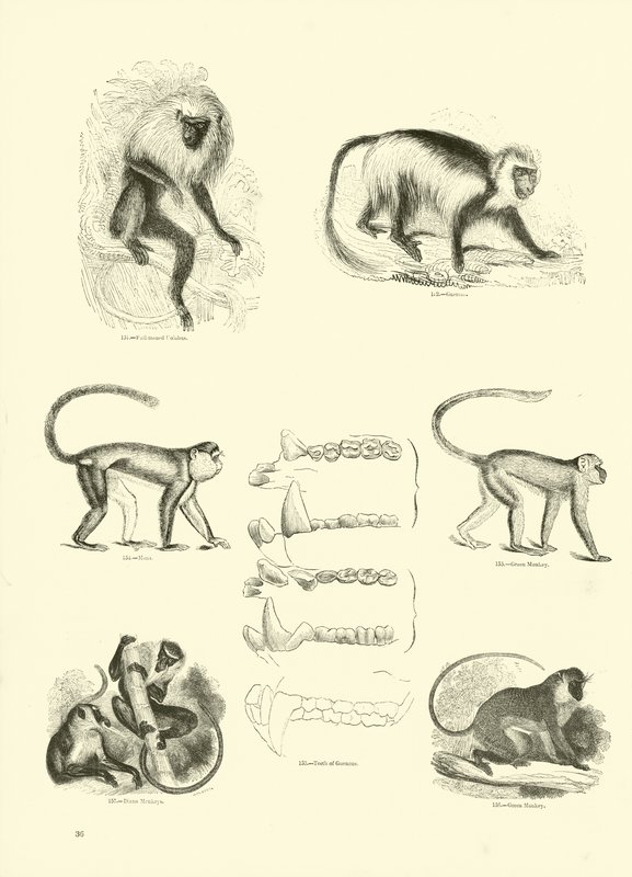 Side fra The Pictorial Museum of Animated Nature av English School