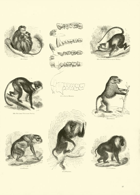 Side fra The Pictorial Museum of Animated Nature av English School