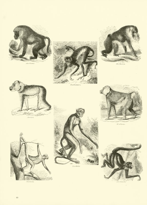 Side fra The Pictorial Museum of Animated Nature av English School