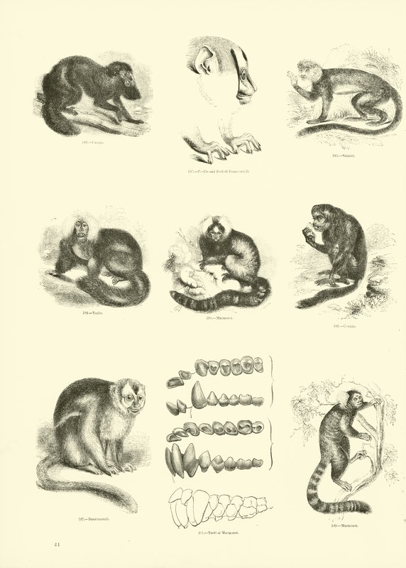 Side fra The Pictorial Museum of Animated Nature av English School