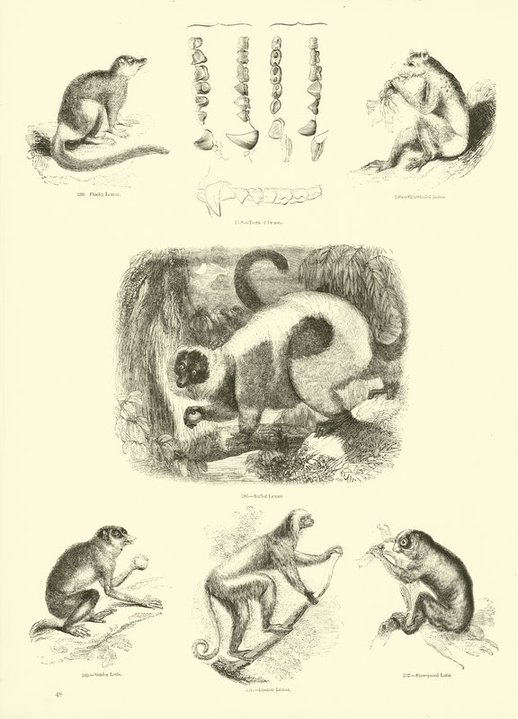 Side fra The Pictorial Museum of Animated Nature av English School