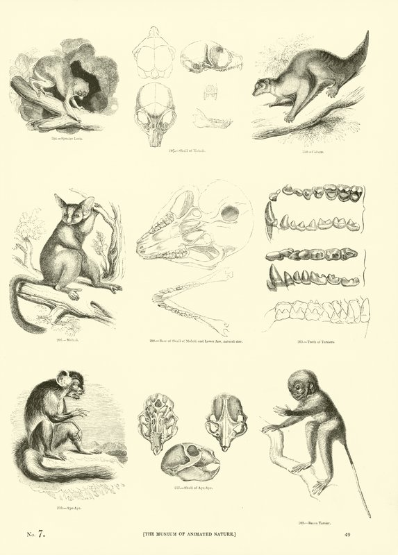 Side fra The Pictorial Museum of Animated Nature av English School