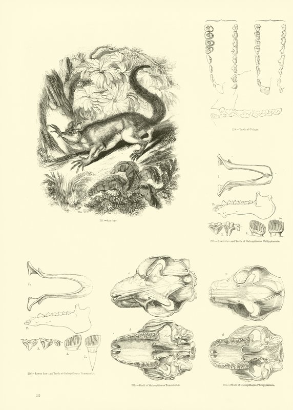Side fra The Pictorial Museum of Animated Nature av English School