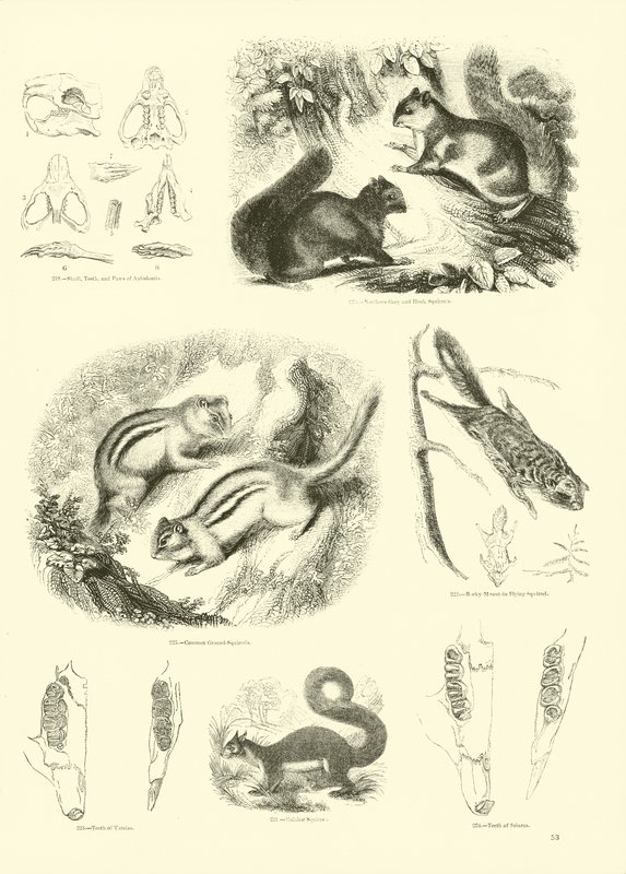 Side fra The Pictorial Museum of Animated Nature av English School