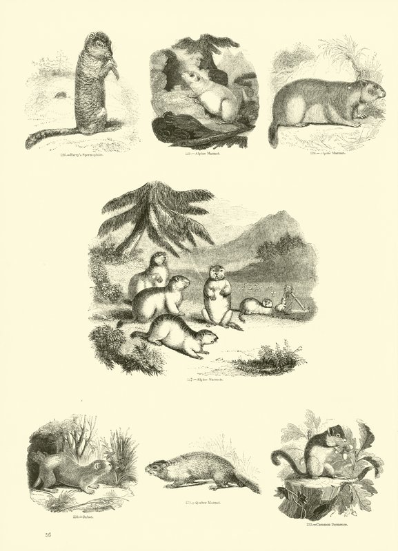 Side fra The Pictorial Museum of Animated Nature av English School