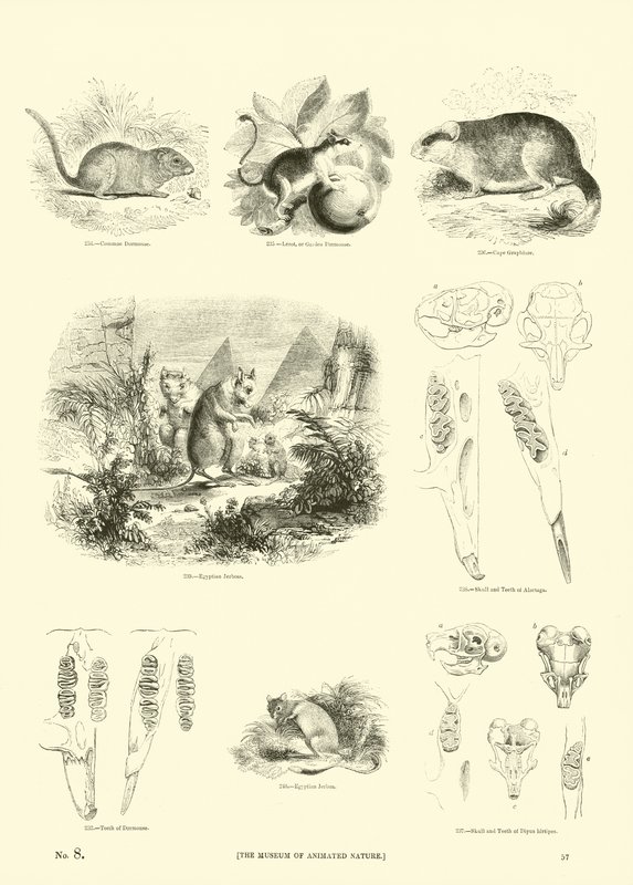 Side fra The Pictorial Museum of Animated Nature av English School