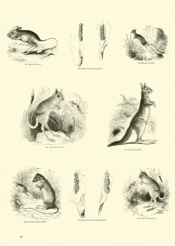 Side fra The Pictorial Museum of Animated Nature av English School