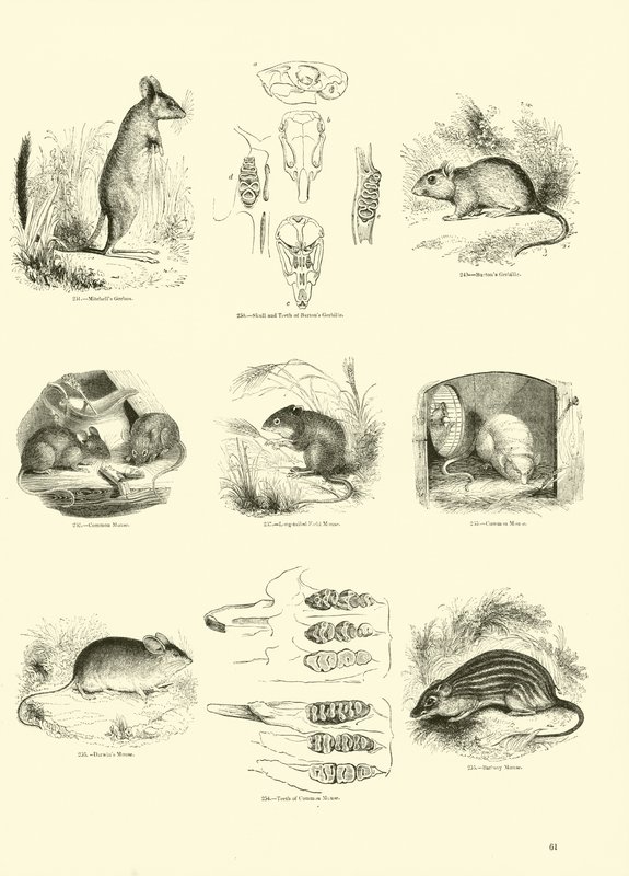 Side fra The Pictorial Museum of Animated Nature av English School