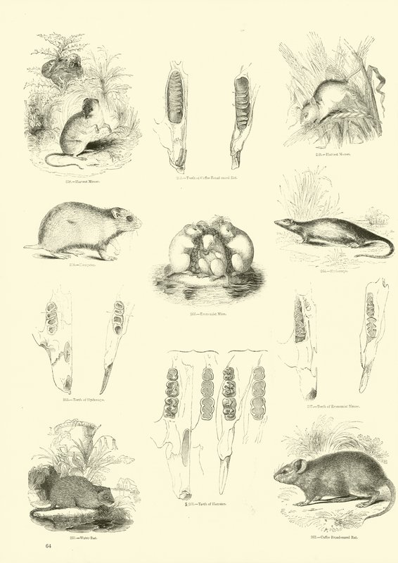 Side fra The Pictorial Museum of Animated Nature av English School