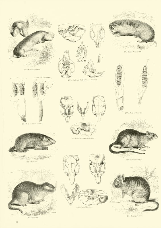 Side fra The Pictorial Museum of Animated Nature av English School