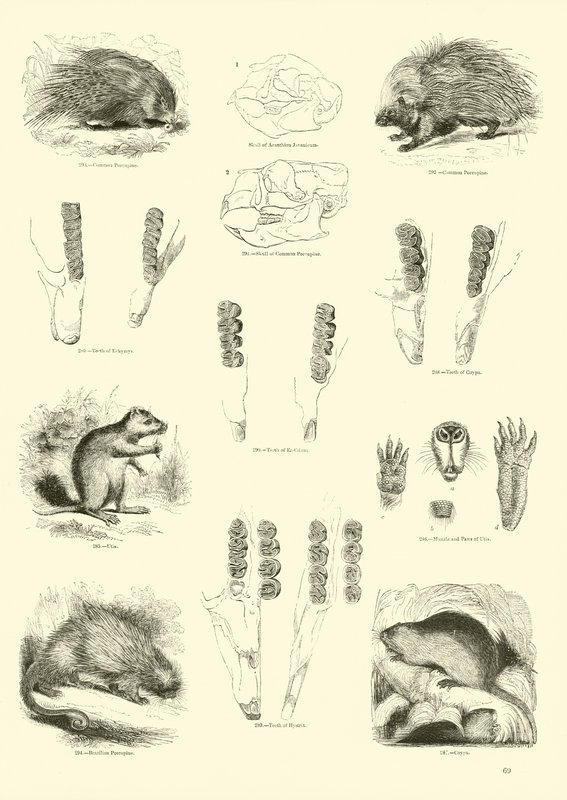 Side fra The Pictorial Museum of Animated Nature av English School