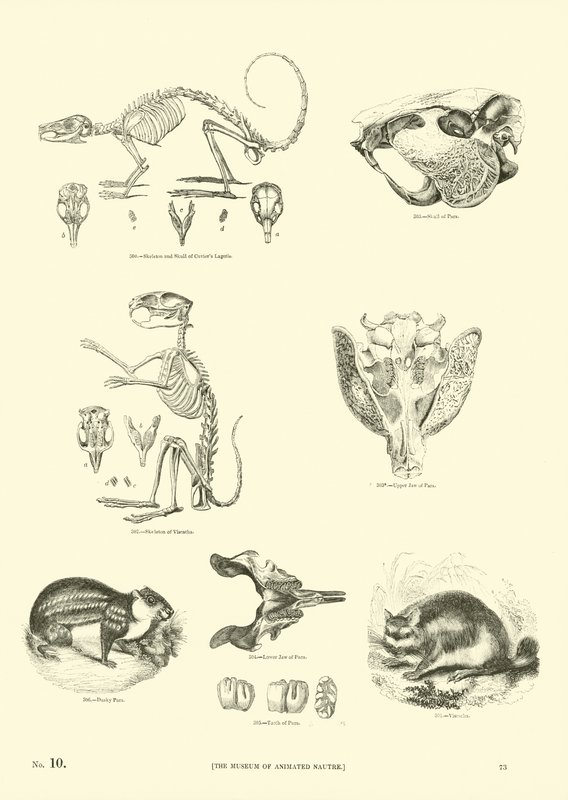 Side fra The Pictorial Museum of Animated Nature av English School