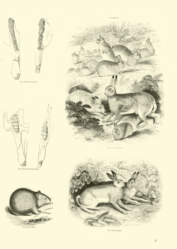 Side fra The Pictorial Museum of Animated Nature av English School