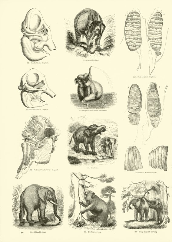 Side fra The Pictorial Museum of Animated Nature av English School