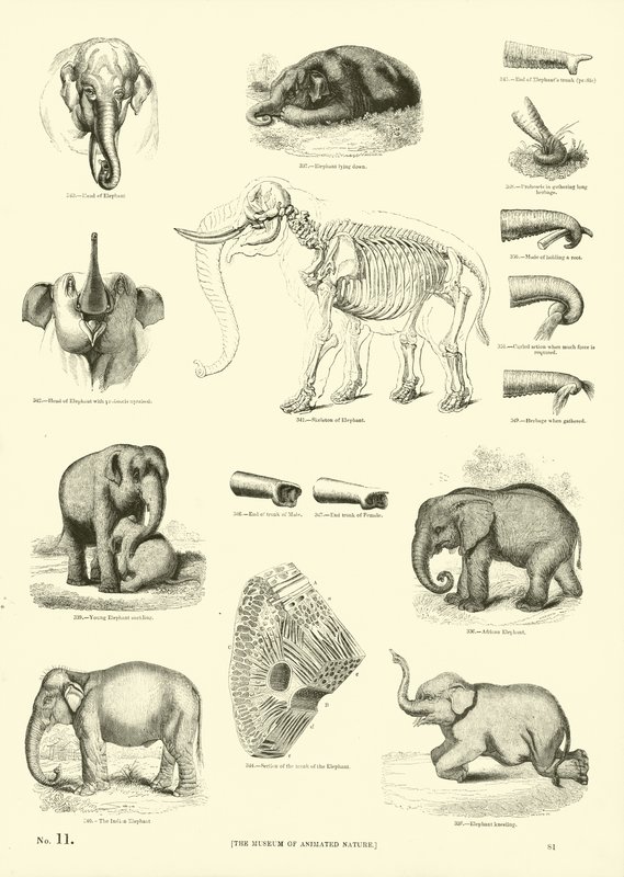 Side fra The Pictorial Museum of Animated Nature av English School