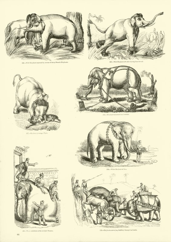 Side fra The Pictorial Museum of Animated Nature av English School