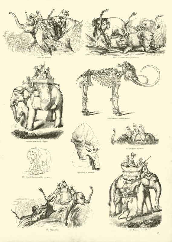 Side fra The Pictorial Museum of Animated Nature av English School