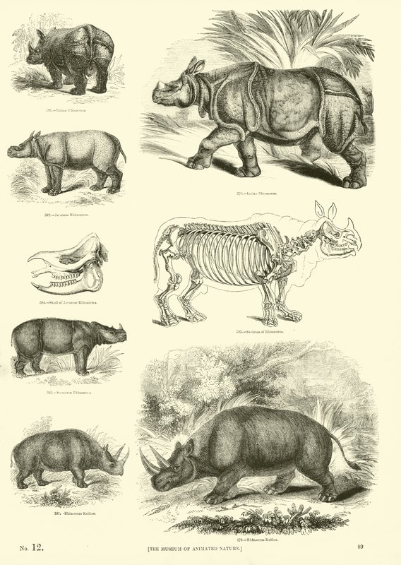 Side fra The Pictorial Museum of Animated Nature av English School
