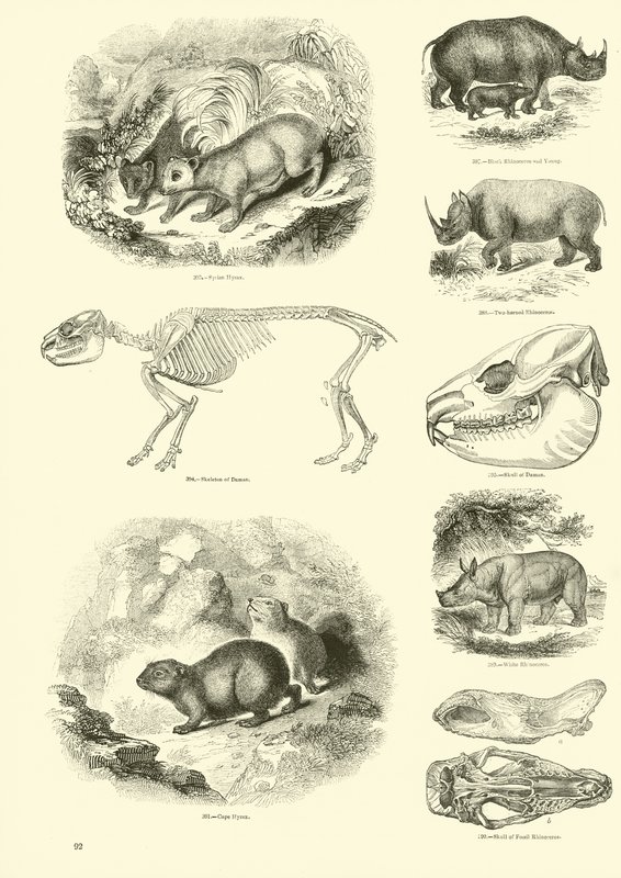 Side fra The Pictorial Museum of Animated Nature av English School