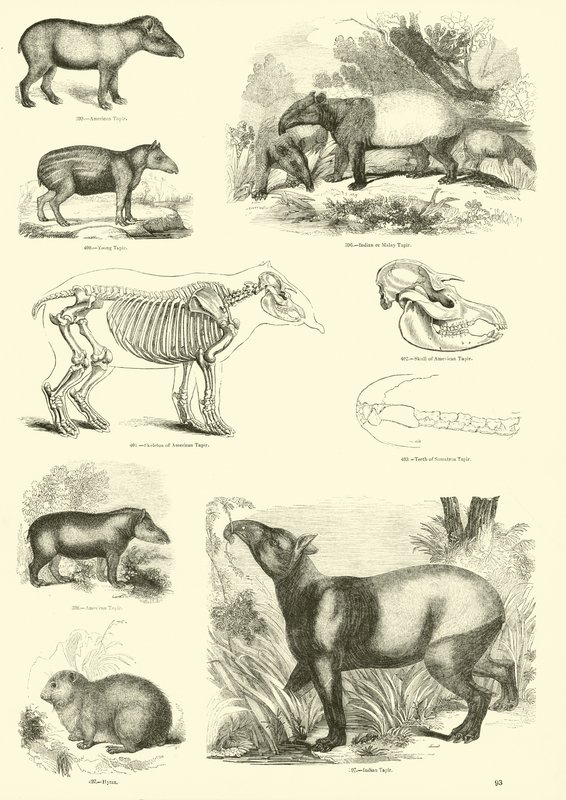 Side fra The Pictorial Museum of Animated Nature av English School