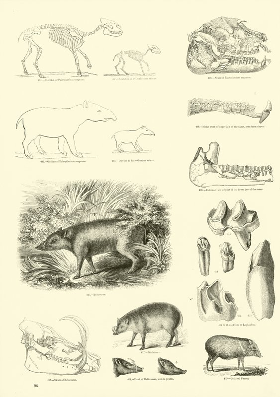 Side fra The Pictorial Museum of Animated Nature av English School