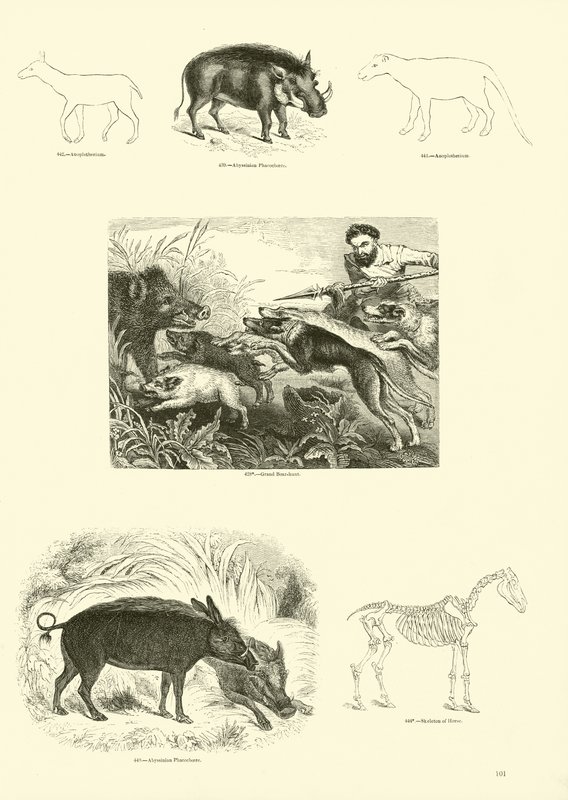 Side fra The Pictorial Museum of Animated Nature av English School