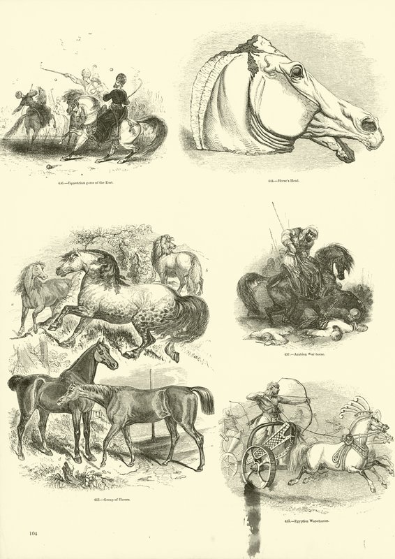 Side fra The Pictorial Museum of Animated Nature av English School