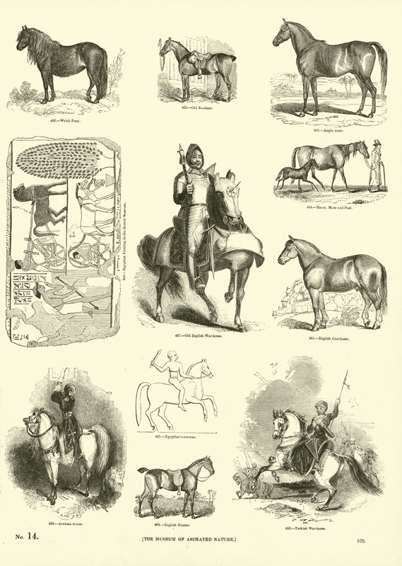 Side fra The Pictorial Museum of Animated Nature av English School