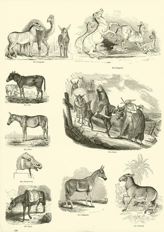 Side fra The Pictorial Museum of Animated Nature av English School