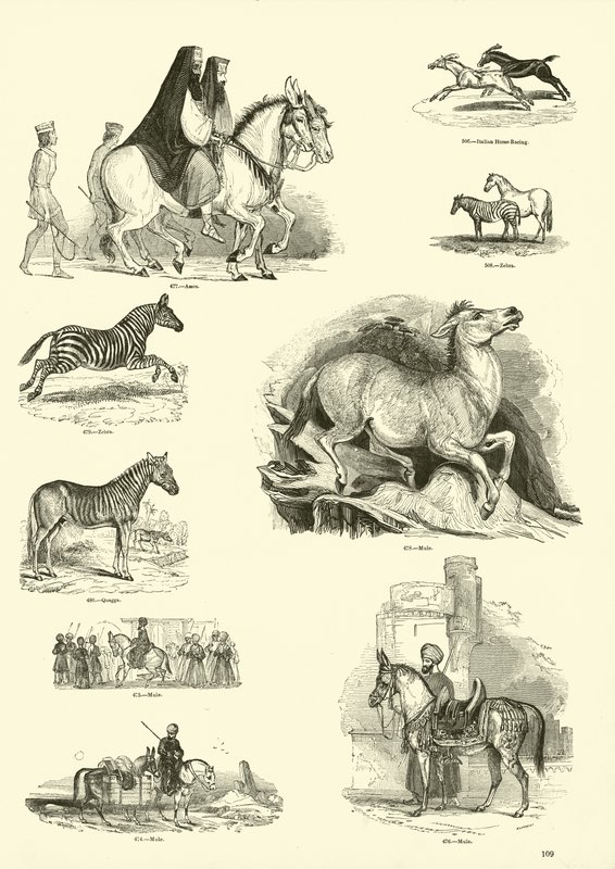 Side fra The Pictorial Museum of Animated Nature av English School