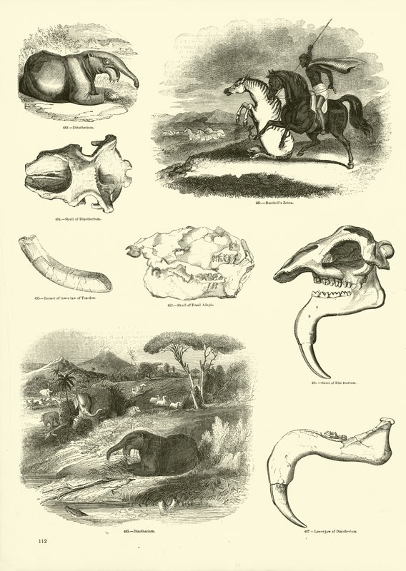 Side fra The Pictorial Museum of Animated Nature av English School