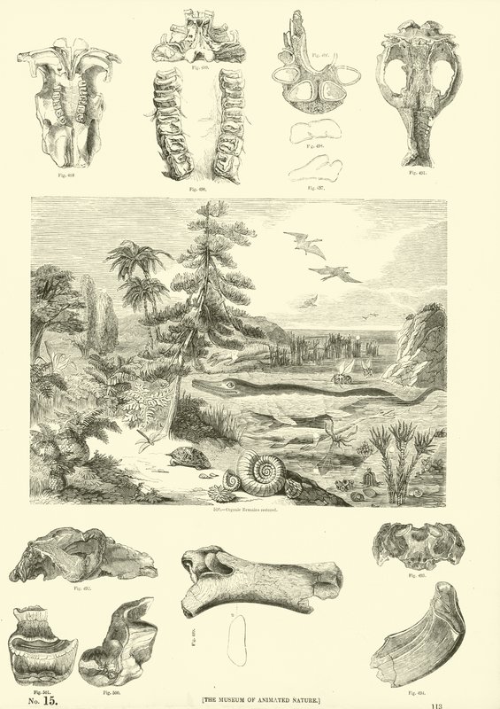 Side fra The Pictorial Museum of Animated Nature av English School