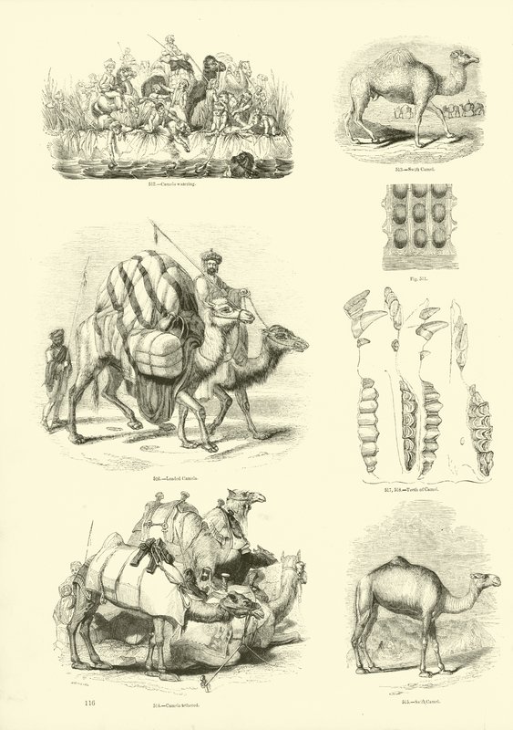 Side fra The Pictorial Museum of Animated Nature av English School