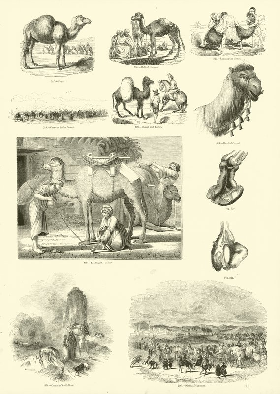 Side fra The Pictorial Museum of Animated Nature av English School