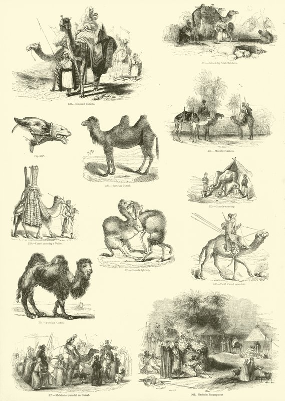 Side fra The Pictorial Museum of Animated Nature av English School