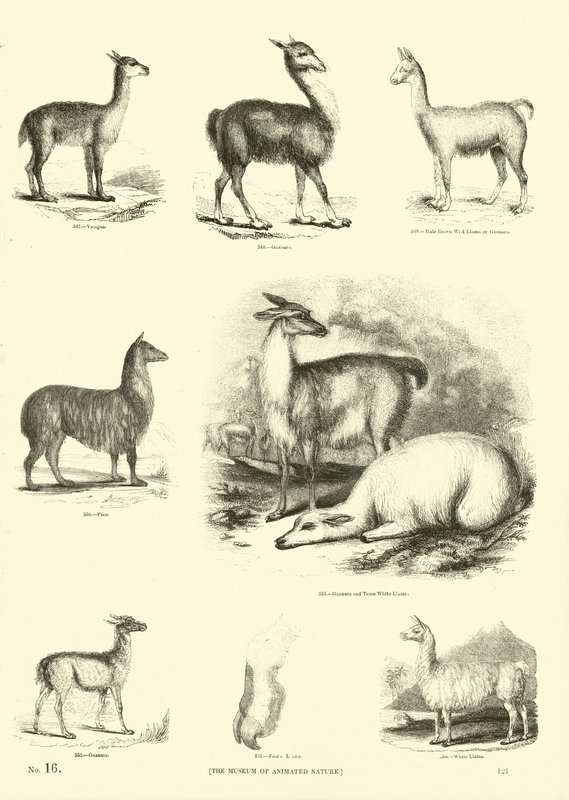 Side fra The Pictorial Museum of Animated Nature av English School