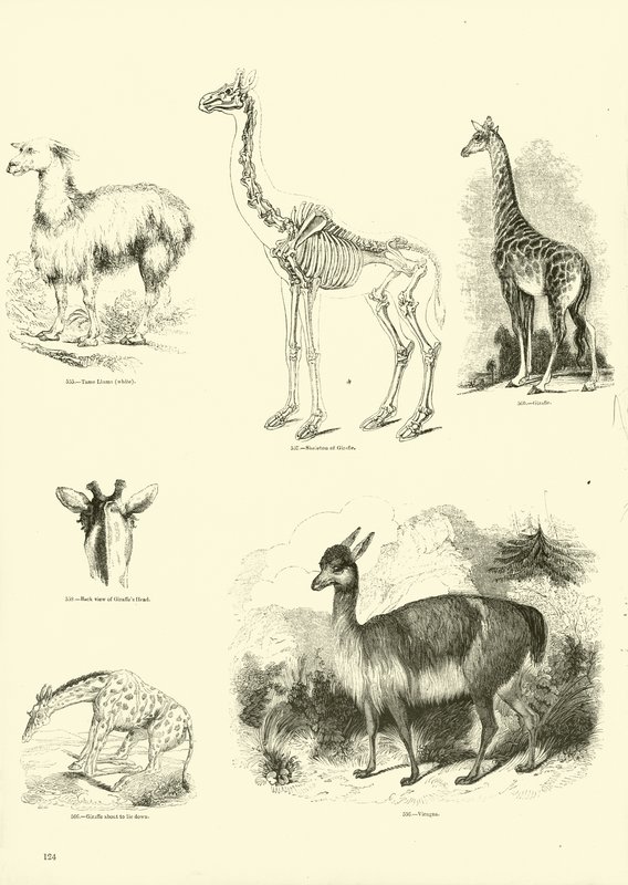 Side fra The Pictorial Museum of Animated Nature av English School