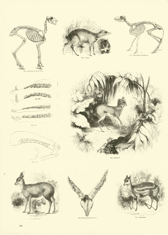 Side fra The Pictorial Museum of Animated Nature av English School