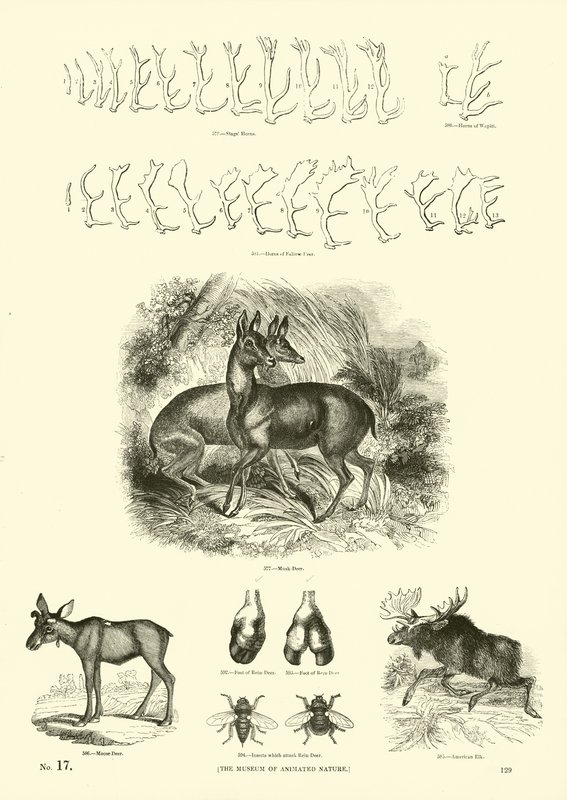 Side fra The Pictorial Museum of Animated Nature av English School