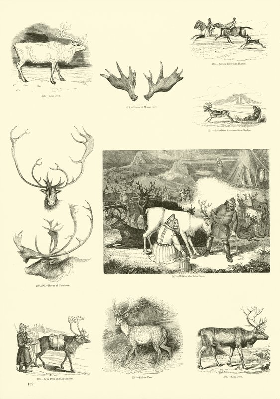 Side fra The Pictorial Museum of Animated Nature av English School