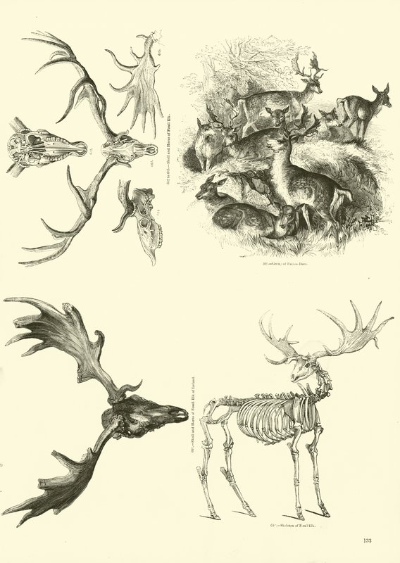 Side fra The Pictorial Museum of Animated Nature av English School