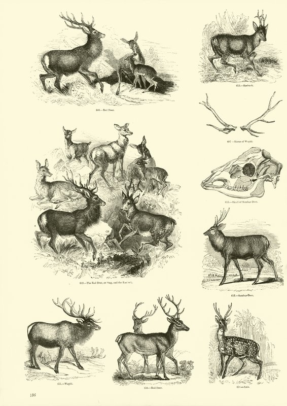 Side fra The Pictorial Museum of Animated Nature av English School