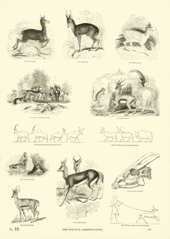 Side fra The Pictorial Museum of Animated Nature av English School