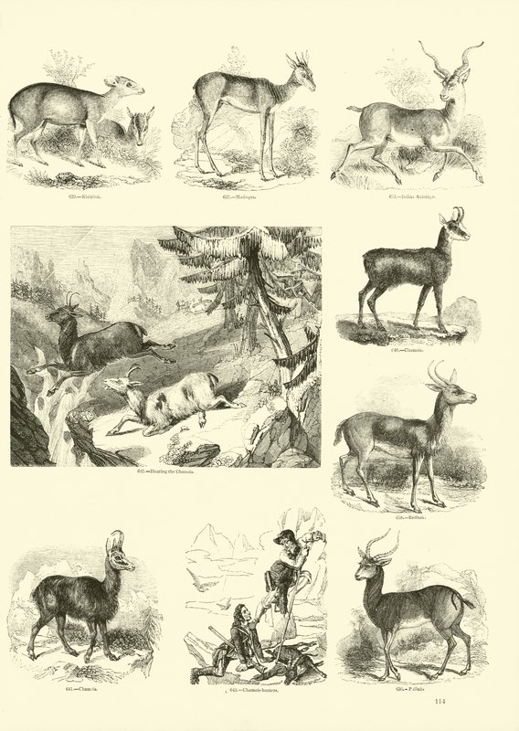 Side fra The Pictorial Museum of Animated Nature av English School