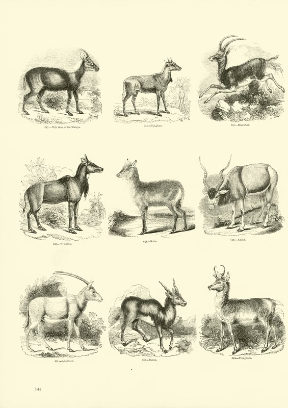 Side fra The Pictorial Museum of Animated Nature av English School