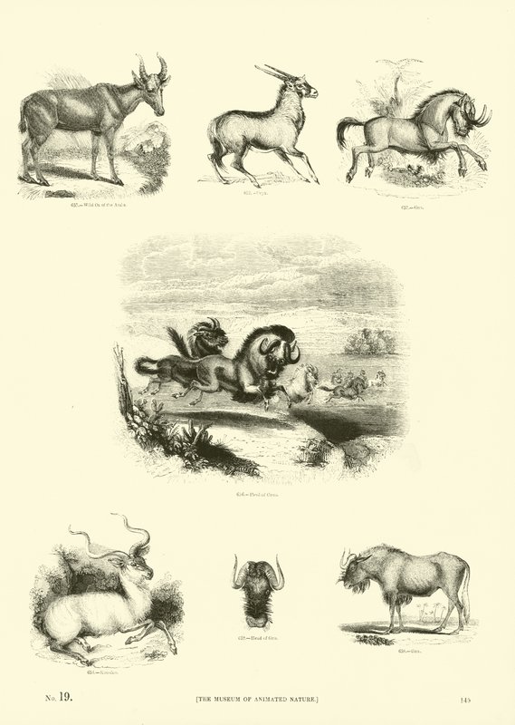 Side fra The Pictorial Museum of Animated Nature av English School