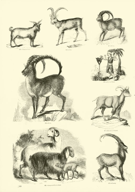 Side fra The Pictorial Museum of Animated Nature av English School
