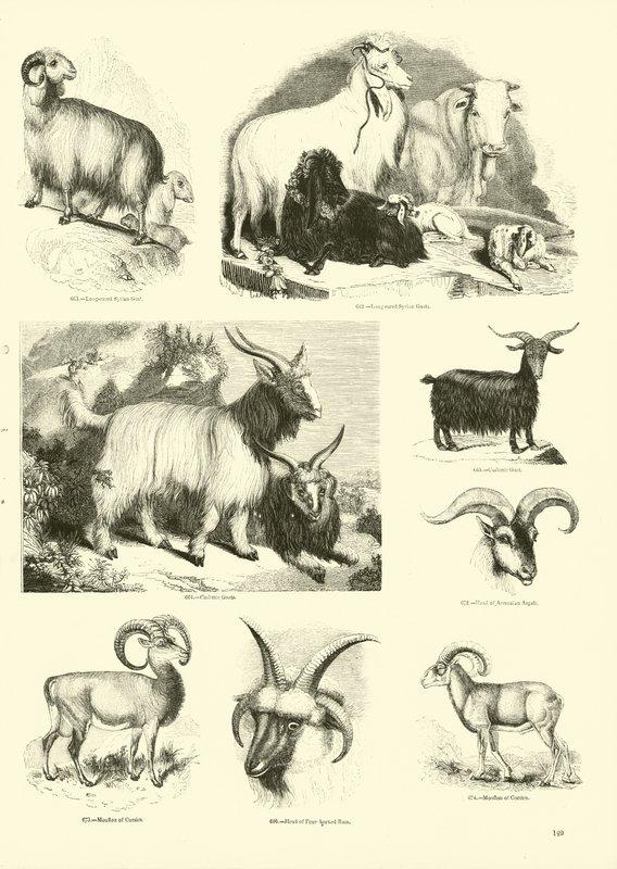 Side fra The Pictorial Museum of Animated Nature av English School
