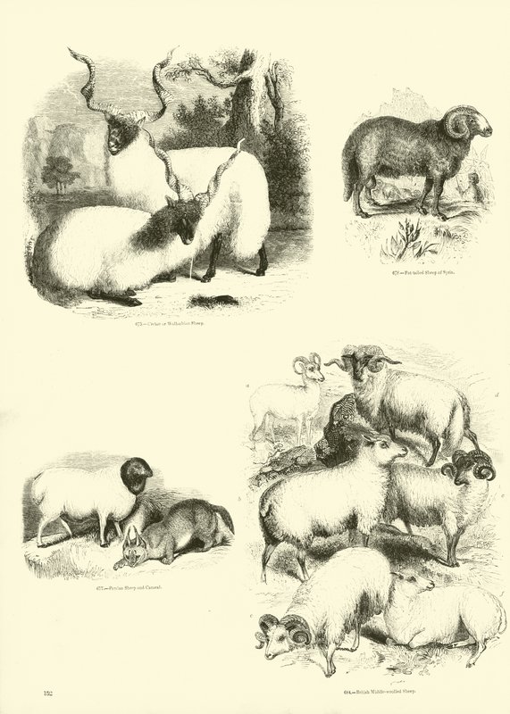 Side fra The Pictorial Museum of Animated Nature av English School