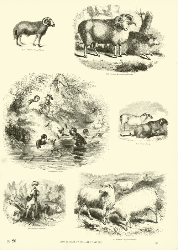 Side fra The Pictorial Museum of Animated Nature av English School